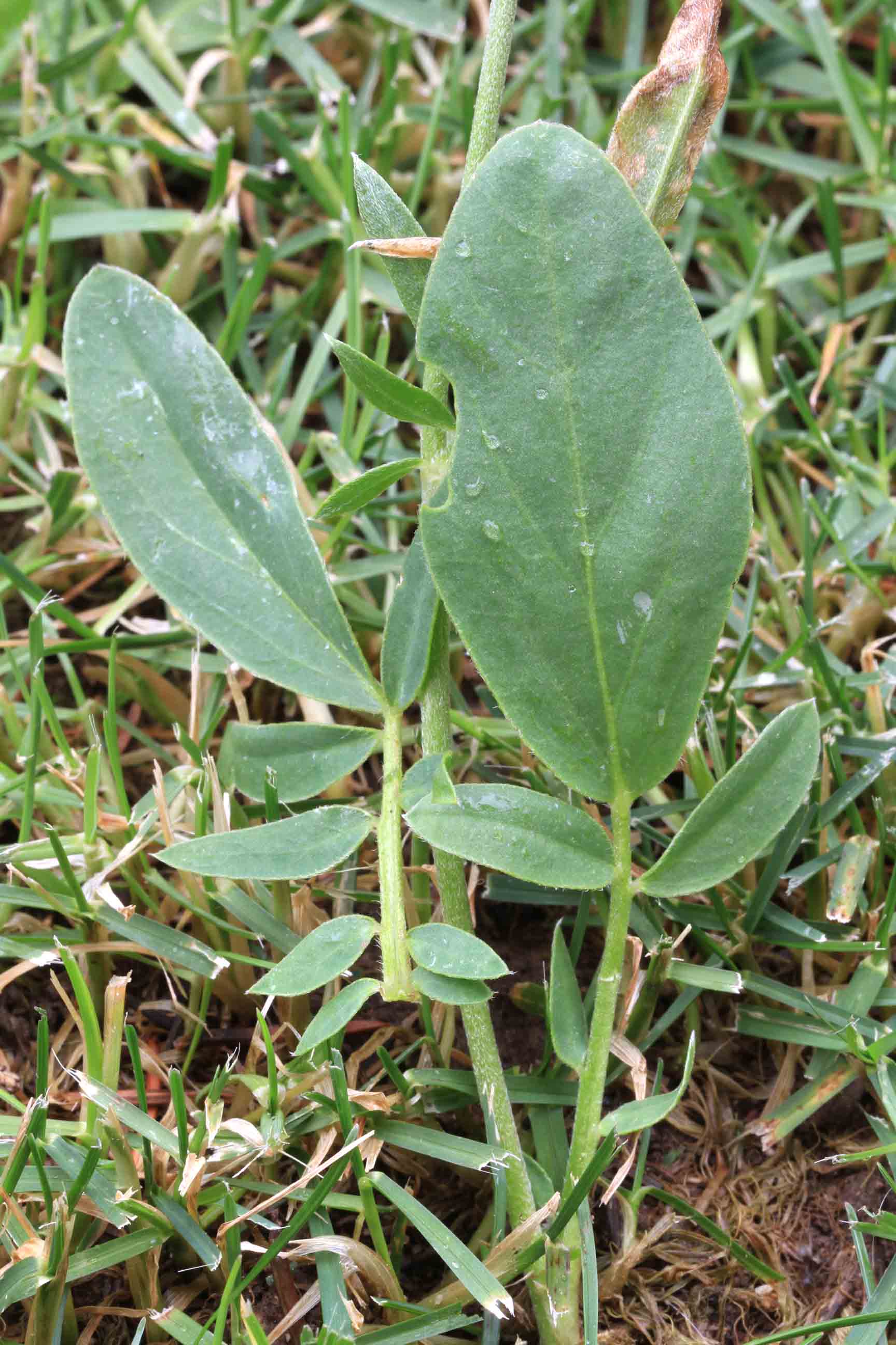 Anthyllis vulneraria / Vulneraria comune